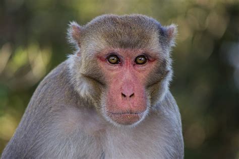 monkey type